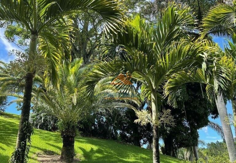 Terreno en venta de 70 Tareas en Jarabacoa-4